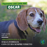 🐶 Beagle maschio in adozione a Bergamo (BG) e in tutta Italia da privato