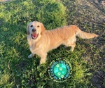 Disney, Cucciola Golden Retriever