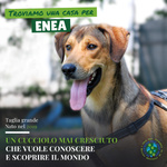 ENEA mix Rhodesian