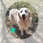 Molly Golden Retriever