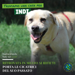 🐶 Labrador maschio di 6 anni e 3 mesi in adozione a Bergamo (BG) da privato