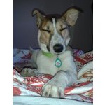 Natalie. Incrocio Terrier - Taglia Medio Piccola - un anno Circa- Cerca Adozione - Foto n. 3