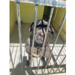 🐶 Cane Corso maschio di 8 anni e 1 mese in adozione a Terni (TR) da privato