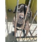 Artù,cane Corso in Adozione - Foto n. 2