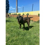 Artù,cane Corso in Adozione - Foto n. 5