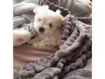 Bellissimi Cuccioli di Maltese - Foto n. 1