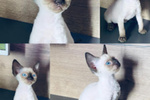 🐱 Devon Rex maschio di 2 anni e 1 mese in vendita a Zandobbio (BG) da privato