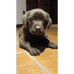🐶 Labrador di 5 settimane (cucciolo) in vendita a Gioia Sannitica (CE) e in tutta Italia da privato
