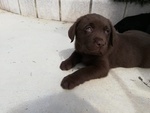 Cucciolata di Labrador Retriever Cioccolato e Nero - Foto n. 3