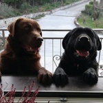 Cucciolata di Labrador Retriever Cioccolato e Nero - Foto n. 6