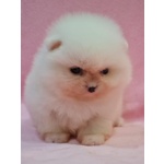 Volpino Pomerania nano Spitz - Foto n. 4