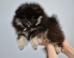 Volpino Pomerania nano Spitz - Foto n. 1