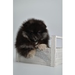 Volpino Pomerania nano Spitz - Foto n. 5