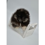 Volpino Pomerania nano Spitz - Foto n. 7