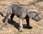 Cuccioli cane Corso Tradizionale