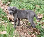 Cuccioli cane Corso Tradizionale - Foto n. 4