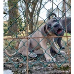 Cuccioli cane Corso Tradizionale - Foto n. 5