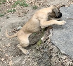 Cuccioli cane Corso Tradizionale - Foto n. 6