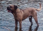 Cuccioli cane Corso Tradizionale - Foto n. 10