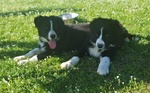 Cuccioli di Border Collie Disponibili