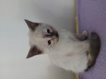 🐱 Siamese femmina di 2 anni e 3 mesi in vendita a Ravenna (RA) e in tutta Italia da privato