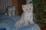 Cuccioli British Shorthair con Pedigree