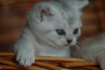 Cuccioli British Shorthair con Pedigree - Foto n. 2