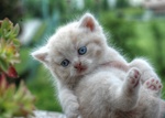 Cuccioli British Shorthair con Pedigree - Foto n. 3