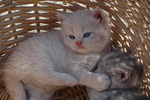 Cuccioli British Shorthair con Pedigree - Foto n. 5