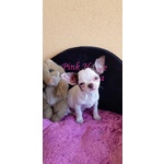 Chihuahua Cucciolo con Pedigree Enci