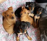 Pinscher nani Puri - Foto n. 1