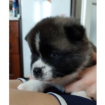 Cuccioli Akita Americano in Vendita - Foto n. 1