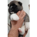 Cuccioli Akita Americano in Vendita - Foto n. 2