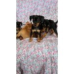 Pinscher nani Puri - Foto n. 3