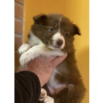 🐶 Border Collie femmina di 2 anni e 1 mese in vendita a Stella (SV) e in tutta Italia da privato