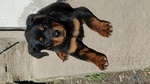 Cucciolo Rotweiler