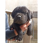 Cuccioli di cane Corso Neri - Foto n. 5