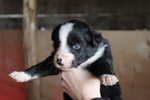 Cuccioli Border Collie - Foto n. 4