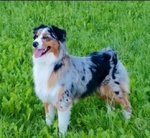 Cuccioli Australian Shepherd/pastore Australiano