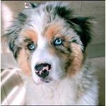 Cuccioli Australian Shepherd/pastore Australiano - Foto n. 2