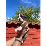 Cuccioli di Boxer - Foto n. 1