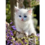 Ragdoll Cuccioli Disponibili Pronti All’adozione