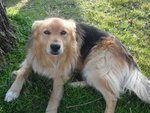 Tobia Pastore di 7 Anni