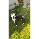 Amstaff Guancho - Foto n. 5