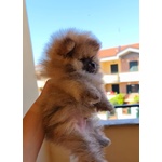 Volpino Pomerania , spitz tedesco nano