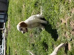 Cucciole di Setter Inglese Pure - Foto n. 3