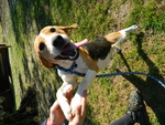 Toto 1 anno e Mezzo Simil Beagle - Foto n. 1