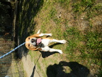 Toto 1 anno e Mezzo Simil Beagle - Foto n. 2