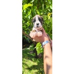 Cuccioli di Boxer