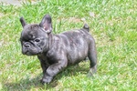 Bulldog Francese - Foto n. 1